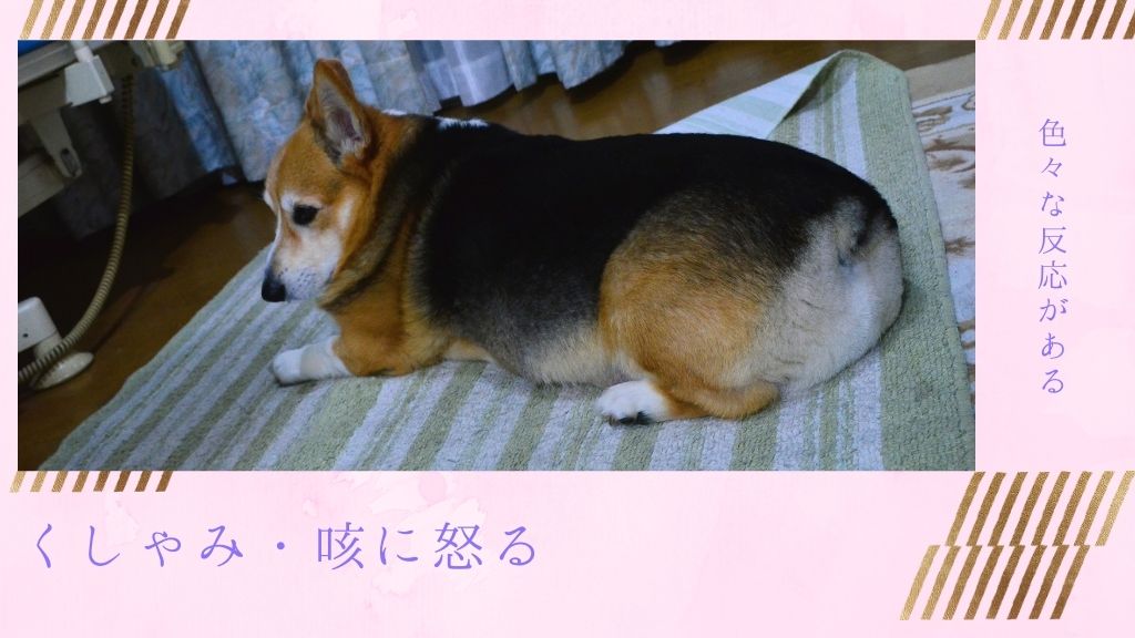 犬がくしゃみや咳 せき に怒る 理由や様々な犬の反応を紹介します じょんかいさくら