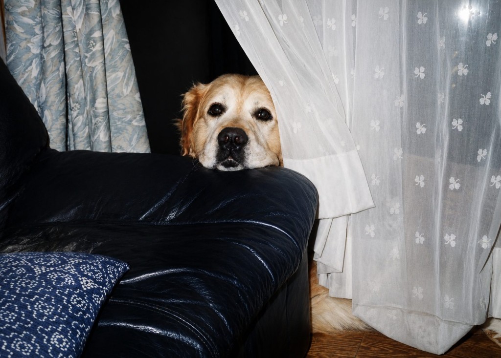 まとめ ゴールデンレトリバーは優しい、かわいいので一度飼うと虜になります