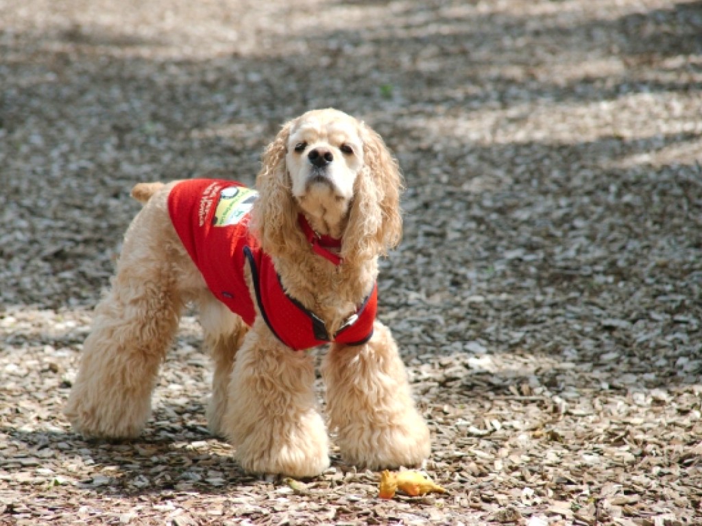 まとめ　アメリカンコッカースパニエルは室内犬として飼育しやすい犬種です
