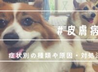 犬が足を舐める 噛んで赤い ストレスが理由な事もあるのでやめさせるには カイとサクラ