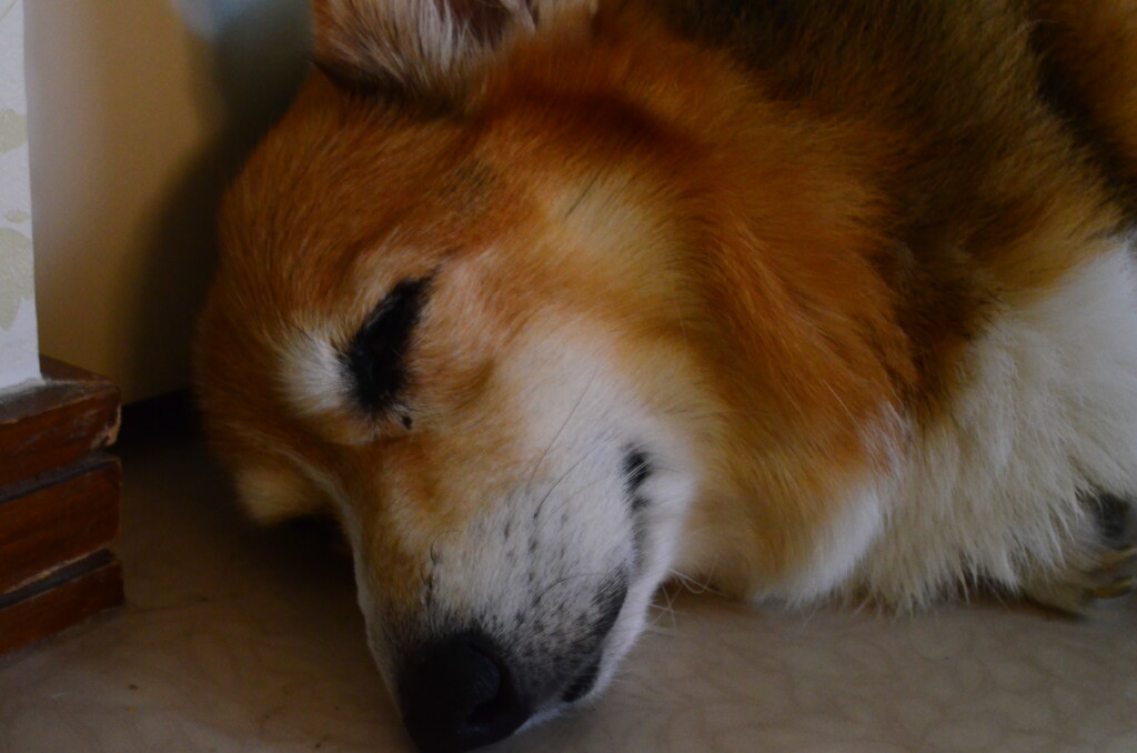犬の寝言がかわいい！犬の睡眠時の動作