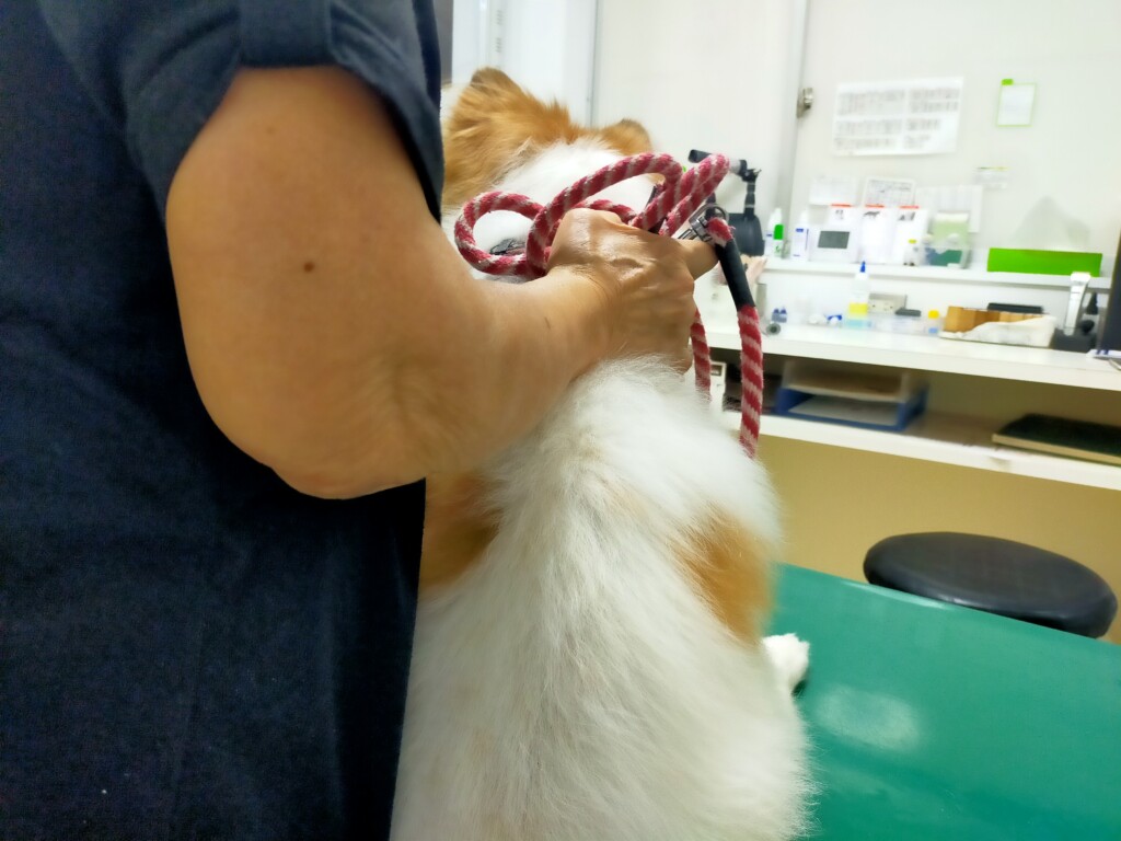 すぐに動物病院で診察を受けてください！犬のぶどう膜炎の原因や症状・検査法