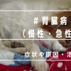 愛犬が吐いてご飯を食べない！腎臓病とは？老犬の点滴治療の日々と症状・原因まとめ