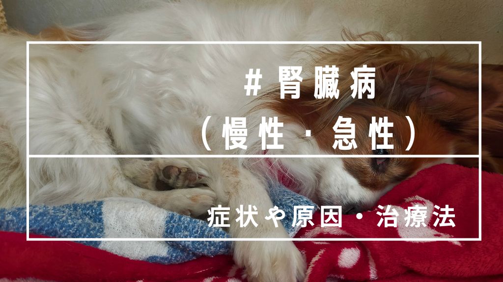愛犬が吐いてご飯を食べない！腎臓病とは？老犬の点滴治療の日々と症状・原因まとめ