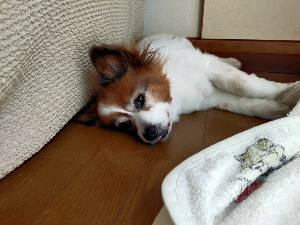 経過とQOLが大事です!犬の腎臓病でも老犬と穏やかに過ごすために