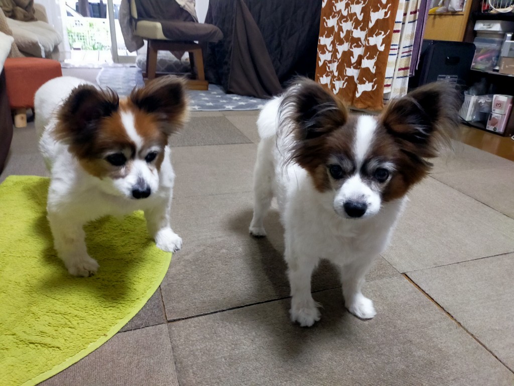 愛犬が突然吐いてご飯を食べない!17歳の老犬パピヨンが尿毒症(進行した慢性腎臓病)と診断された日