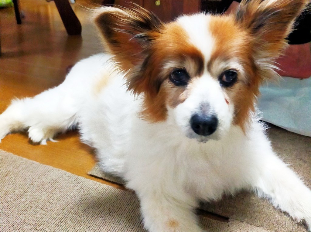 点滴治療と食事療法!犬の腎臓病の治療法や費用