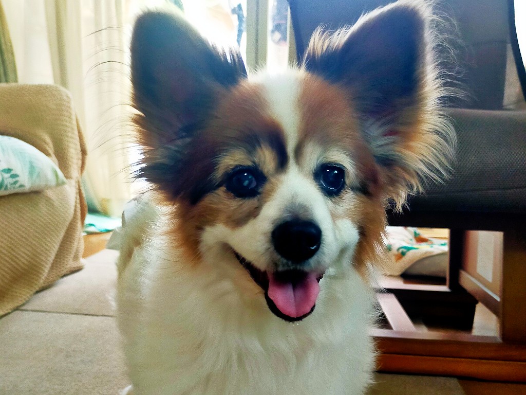 犬の腎臓病とは?慢性腎臓病と急性腎障害の違いや原因・症状