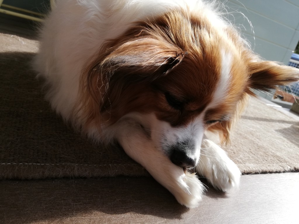 愛犬パピヨンのサクラさんが歩んだ闘病の道のり犬の3大死因の心臓病と腎臓病