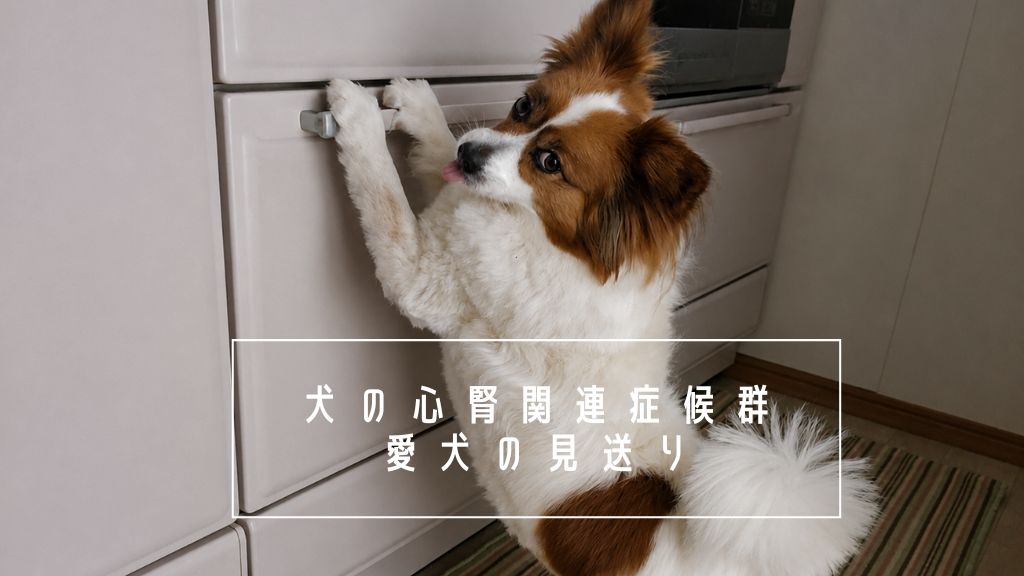 犬の心腎関連症候群とは？腎臓病と心臓病を併発した愛犬パピヨンのサクラさんの見送り