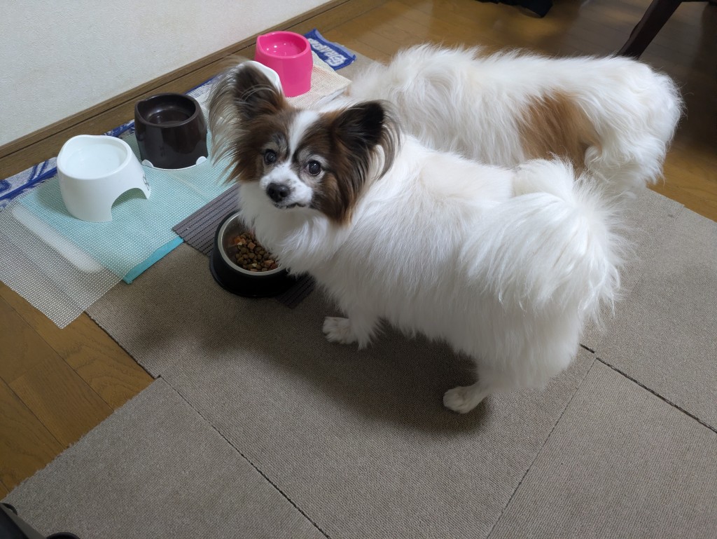 まとめ 犬の腎臓病は完治しないけれど、点滴と食事で進行を遅らせて穏やかに過ごせます