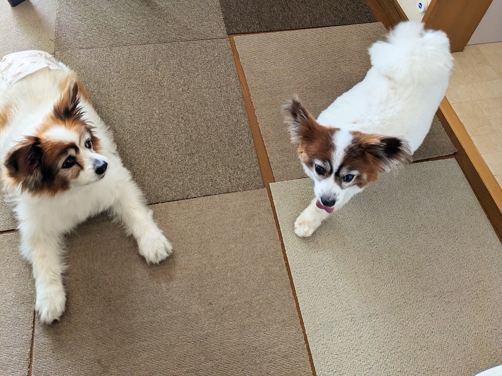 犬の心腎関連症候群とは?心臓と腎臓が悪化し合う仕組み