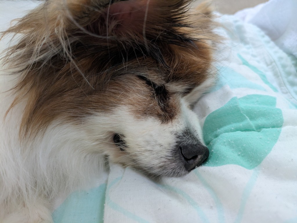 愛犬のパピヨンのサクラ(桜)さんの死は後悔が多く残って涙が止まらないけど、少しでも楽に逝けたことを願っています