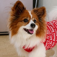 サクラさん