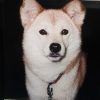 チャコちゃん